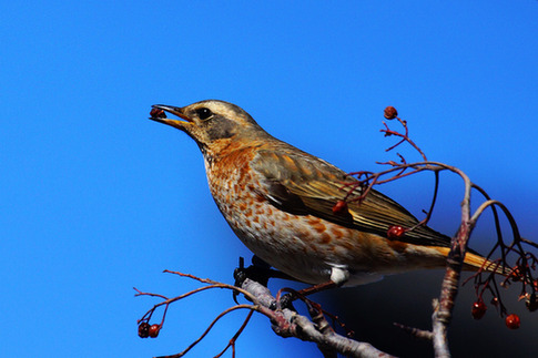 Mount Tai completes bird observation project