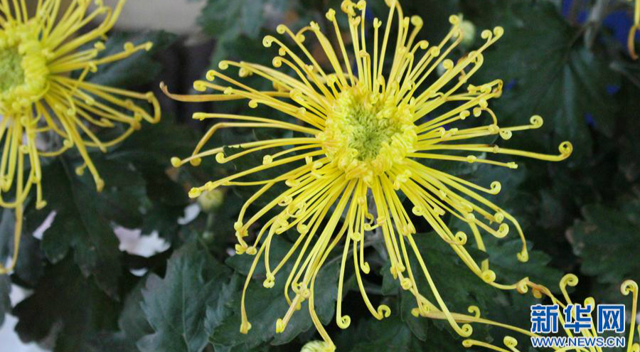 Chrysanthemum exhibition adds dash of color to autumn