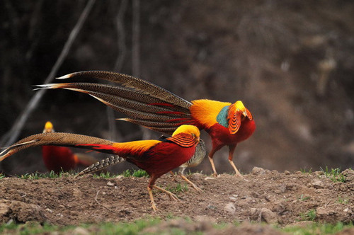 Golden pheasants find Sanmenxia an ideal habitat