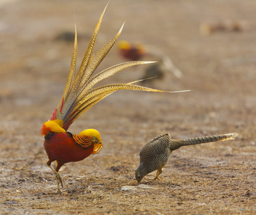 Golden pheasants find Sanmenxia an ideal habitat