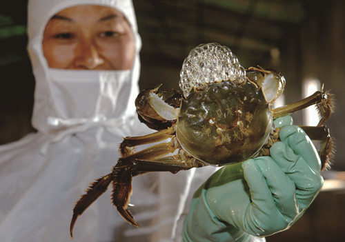 <SPAN lang=EN-US>Mitten crabs in Dongying</SPAN>