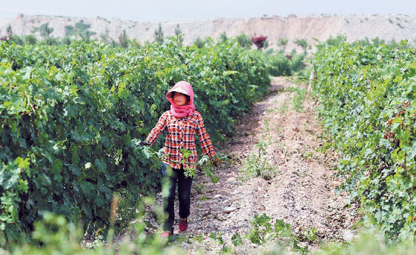Farmer prunes vines in Ningxia
