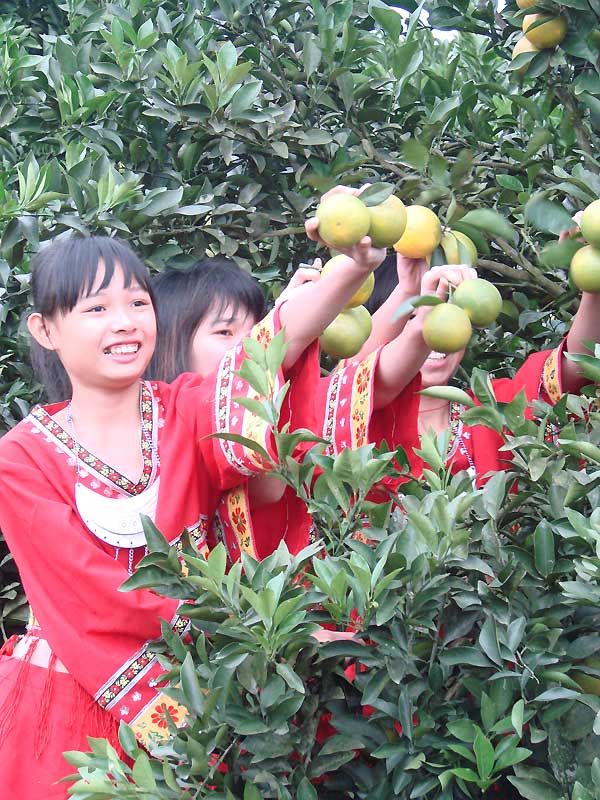 Tourists pick green oranges