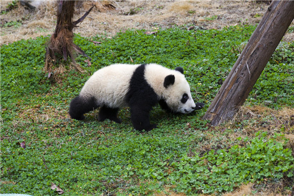 Naming contest for four panda cubs launched in Sichuan