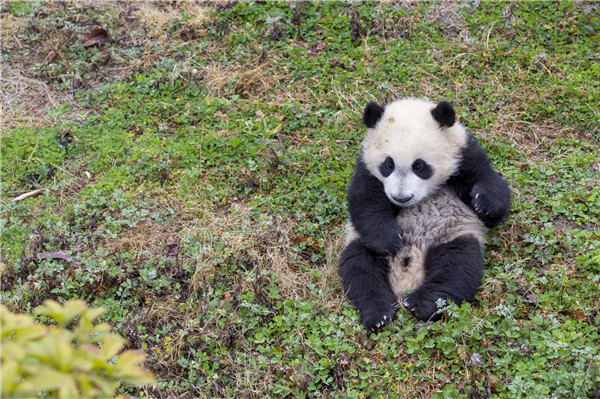 Naming contest for four panda cubs launched in Sichuan