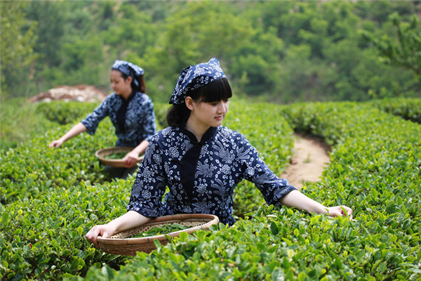 Rizhao famed for its green tea