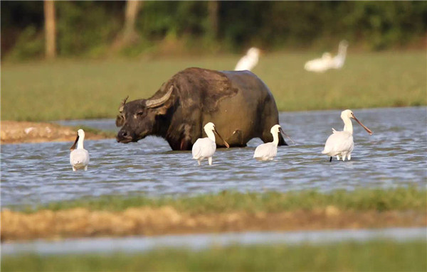Harmony at Dongzhaigang wetland