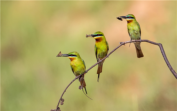 Blue-tailed bee-eaters