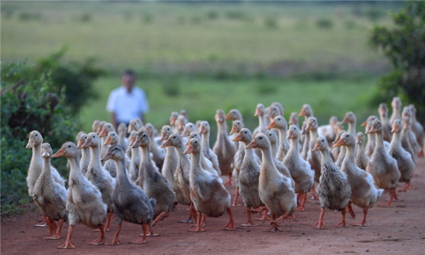 Quxi wetland in Haikou city, Hainan province