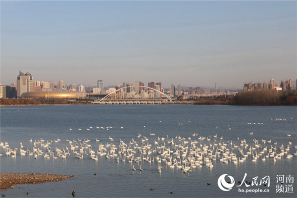 Sanmenxia: from industrial base to city of swans