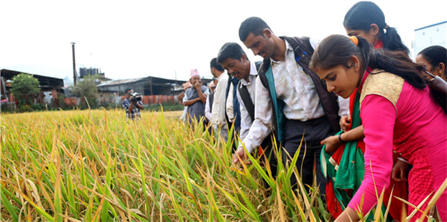 Farmers of Nepal visit a hybrid rice field in Hainan