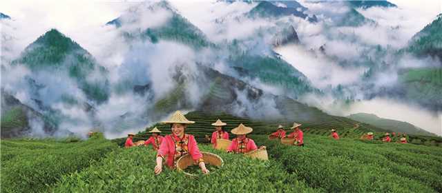 Farmers pick tea leaves at Fujian's plantation