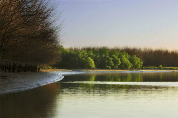 Mangrove forests on Qi'ao Island