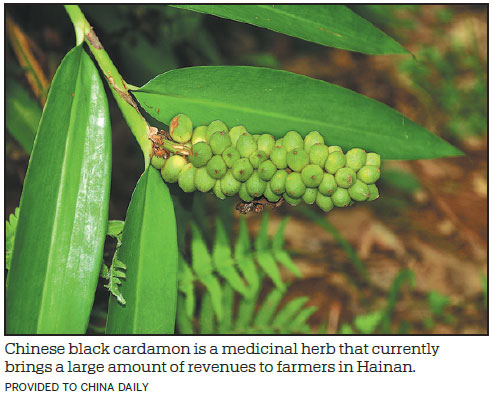 Island's plants grow in medical potential