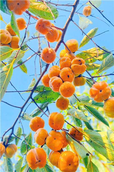 Captivating autumn views in Zhenhai