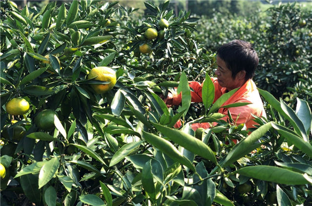 Captivating autumn views in Zhenhai