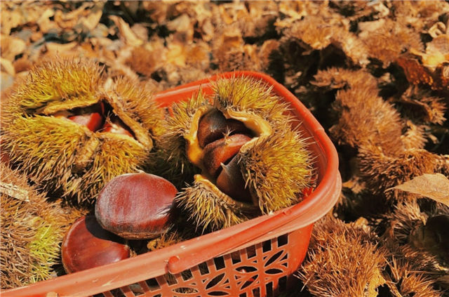 Captivating autumn views in Zhenhai