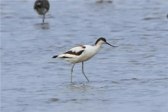 Migratory birds arrive in Ningbo