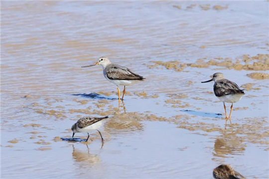 Migratory birds arrive in Ningbo