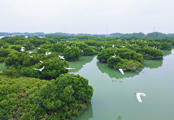 Egrets fly over mangrove forests in Zhanjiang