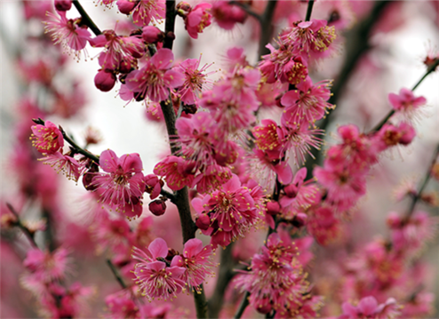 Nanjing Int'l Plum Blossom Festival to open on Feb 16
