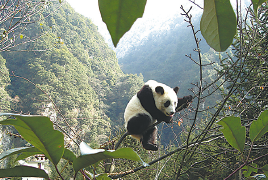 Sichuan's environmental treasure go up on the big screen worldwide