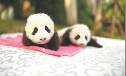 Sichuan's environmental treasure go up on the big screen worldwide