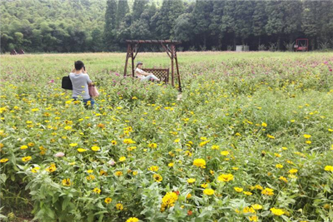 Relax your mind at Jiangyin's Chaoyang Flowers Valley