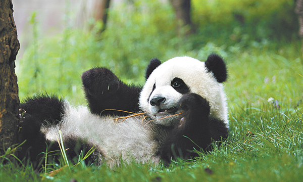 Chengdu eyes becoming world-leading tourism destination