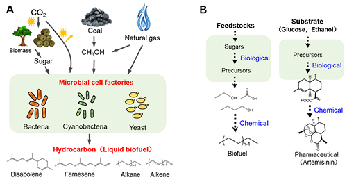 Scientists review bio-based production of biofuels