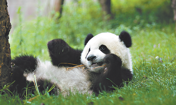 Chengdu among most attractive cities in China