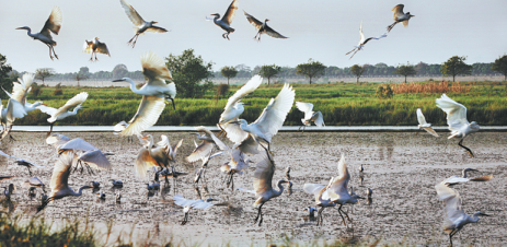 Nanshan Wetland