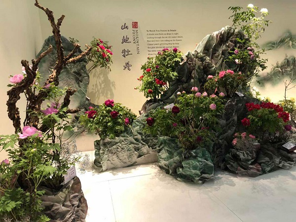 Chongqing peony wins international flower competition