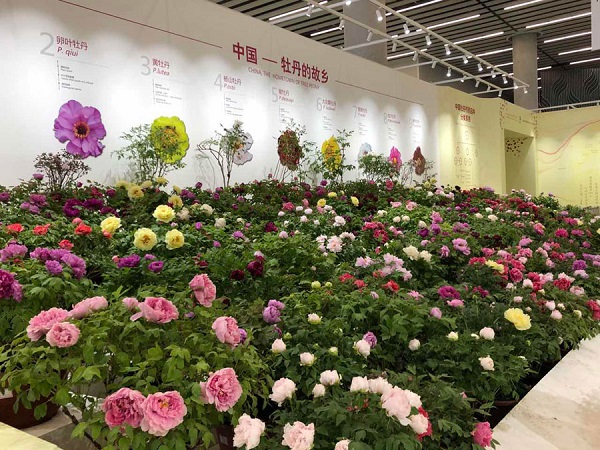 Chongqing peony wins international flower competition