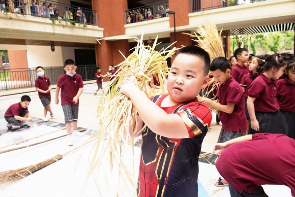 Chongqing students participate in rice harvest