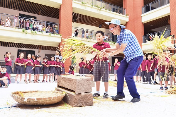 Chongqing students participate in rice harvest