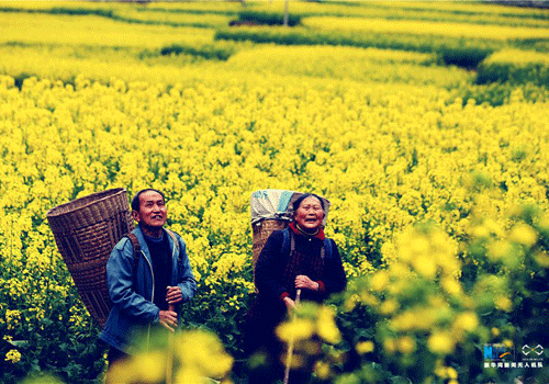 Chongqing flowers wow tourists and farmers alike