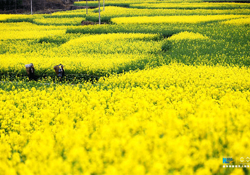 Chongqing flowers wow tourists and farmers alike