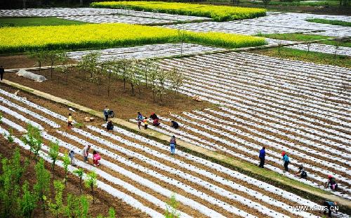 Chongqing farmers plant vegetables