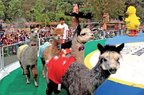 Alpacas in Chongqing Zoo