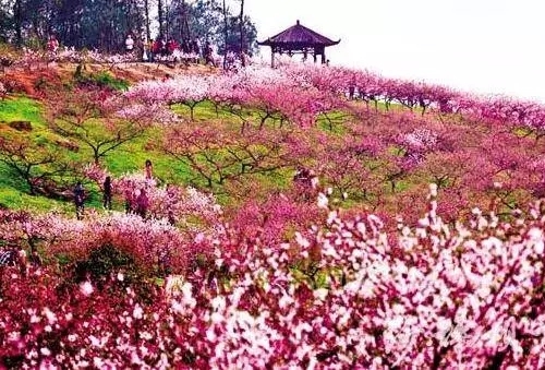 Peach blossoms bring color to Chongqing