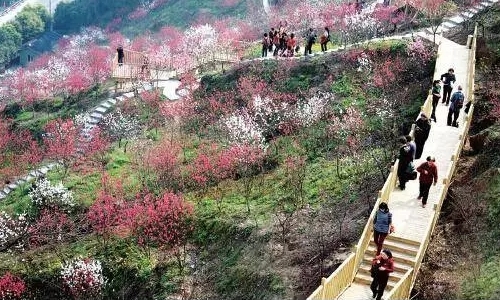 Peach blossoms bring color to Chongqing
