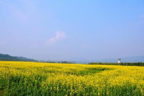 Rape flowers bloom in Chongqing Guangyang Island Park