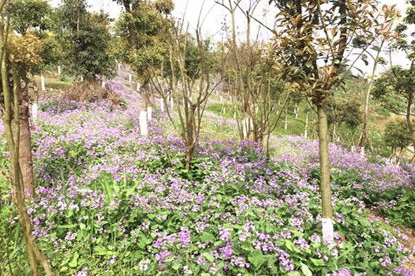 Baiyun Mountain Park opens to the public