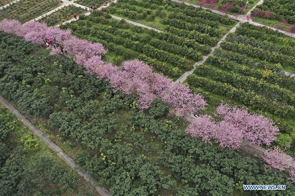 Visitors view cherry blossoms in Chongqing, southwest China