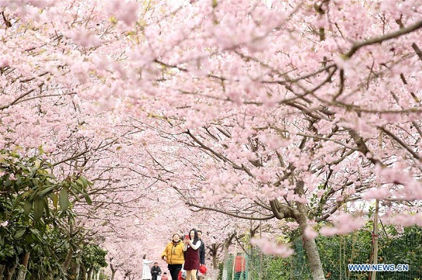 Visitors view cherry blossoms in Chongqing, southwest China