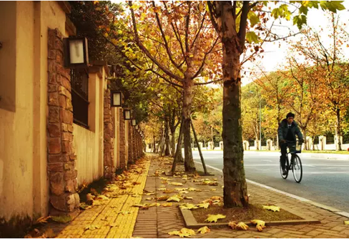 Autumn leaves linger in Chongqing