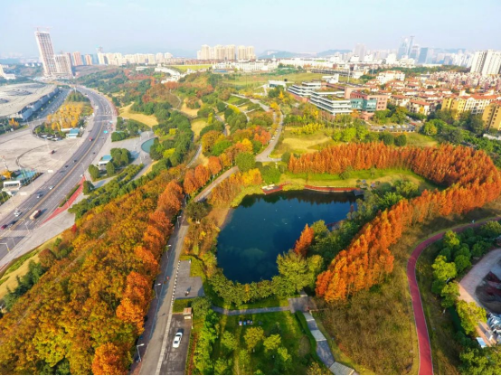 Chongqing's romantic winter with dawn redwoods