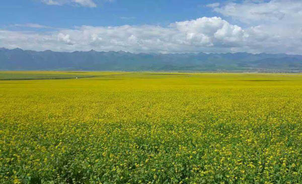 Journey to the silk road - Qinghai