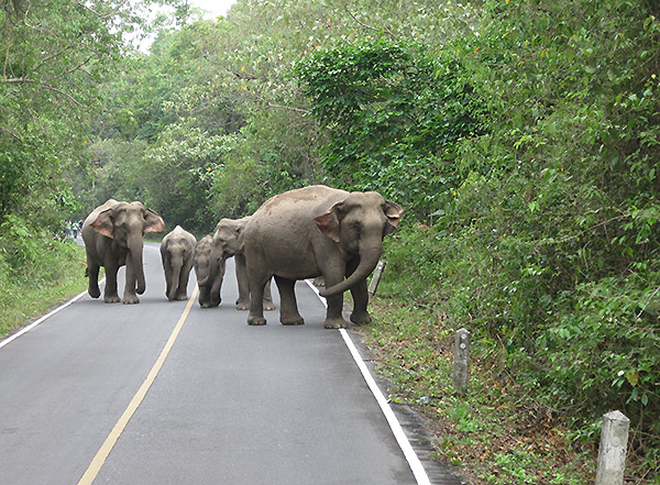 Journey to the Silk Road - Thailand